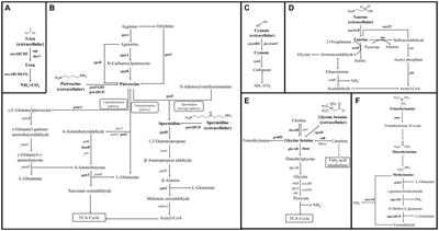 Genomic insight into strategy, interaction and evolution of nitrifiers in metabolizing key labile-dissolved organic nitrogen in different environmental niches